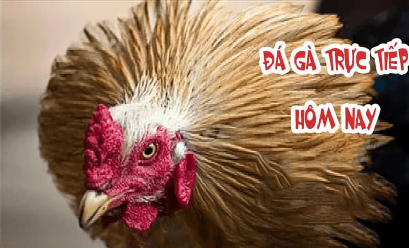 Đá Gà Cựa Dao Trực Tiếp – Sảnh Đá Gà Hot Số 1 Bây Giờ 3 Đá gà trực tiếp hôm nay