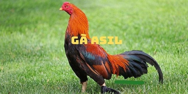 Đá Gà Cựa Sắt Sunwin: Xem Chiến Kê Đá Hay Nhất 2024 3 Gà Asil