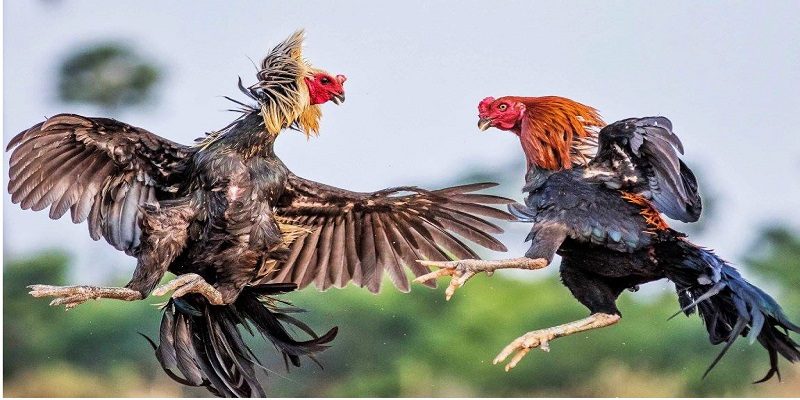 Đá Gà Cựa Sắt Sunwin: Xem Chiến Kê Đá Hay Nhất 2024 5 Biết nhận biết, đánh giá sức mạnh của chiến kê qua bề ngoài
