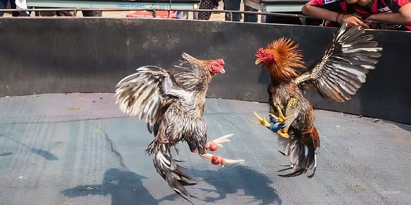 Đá Gà Cựa Sắt Sunwin: Xem Chiến Kê Đá Hay Nhất 2024 6 Hiểu rõ các cửa cược và vào vốn đá gà hợp lý