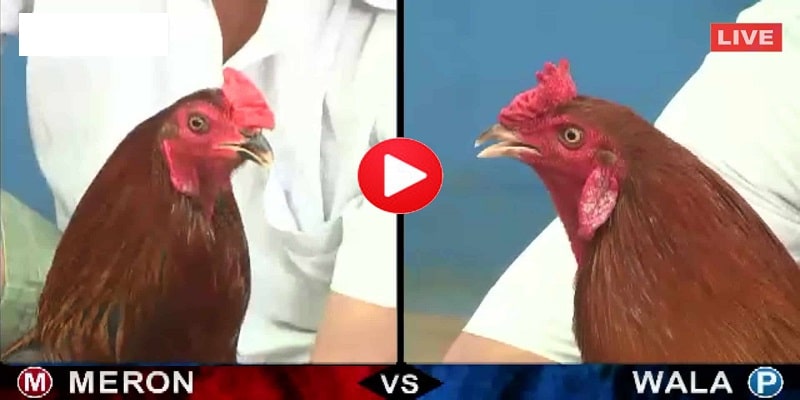 Đá Gà Philippines – Một Sân Chơi Đá Kê Hot Số 1 4 Các hình thức cược kê thủ cẩn nắm khi cược đá gà philippines