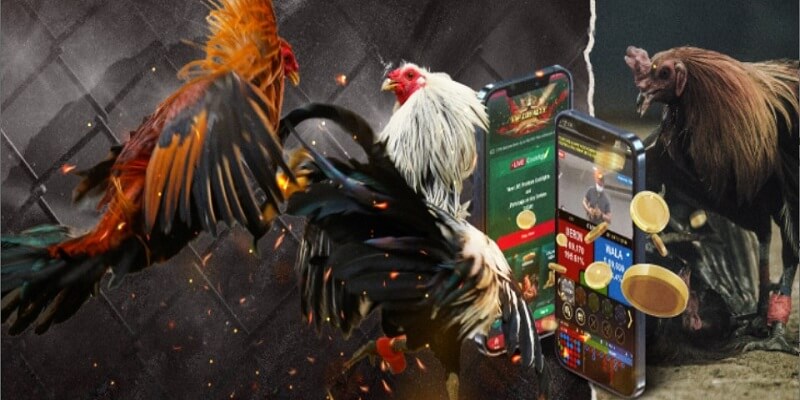 Đá Gà Thomo – Đá Gà Kịch Tính Nhất 2024 Nay 5 Các địa điểm xem cá cược đá gà thomo trực tiếp chất lượng
