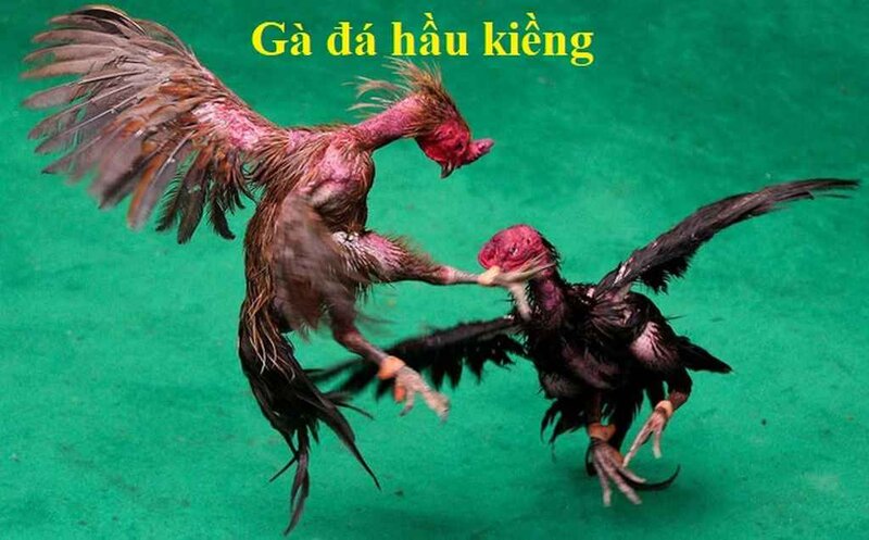 Gà Đá Hầu Khám Phá Những Bí Mật Hay Nhất 2024 1 Vì sao gà đá hầu lại được nhiều người yêu thích?
